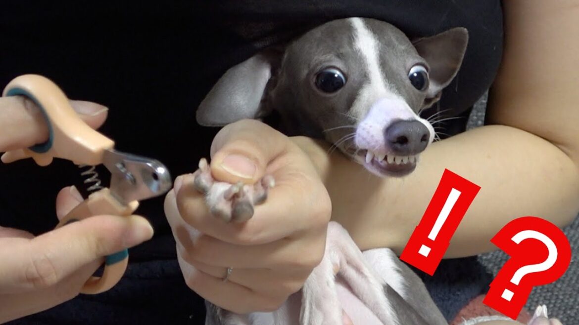 大乱闘！飼い主傷だらけの爪切り！？【イタリアングレーハウンド 】