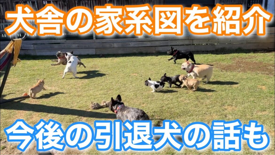【決定版】犬舎のフレブル達の家系図と今後の引退犬のお話 【決定版】犬舎のフレブル達の家系図と今後の引退犬のお話