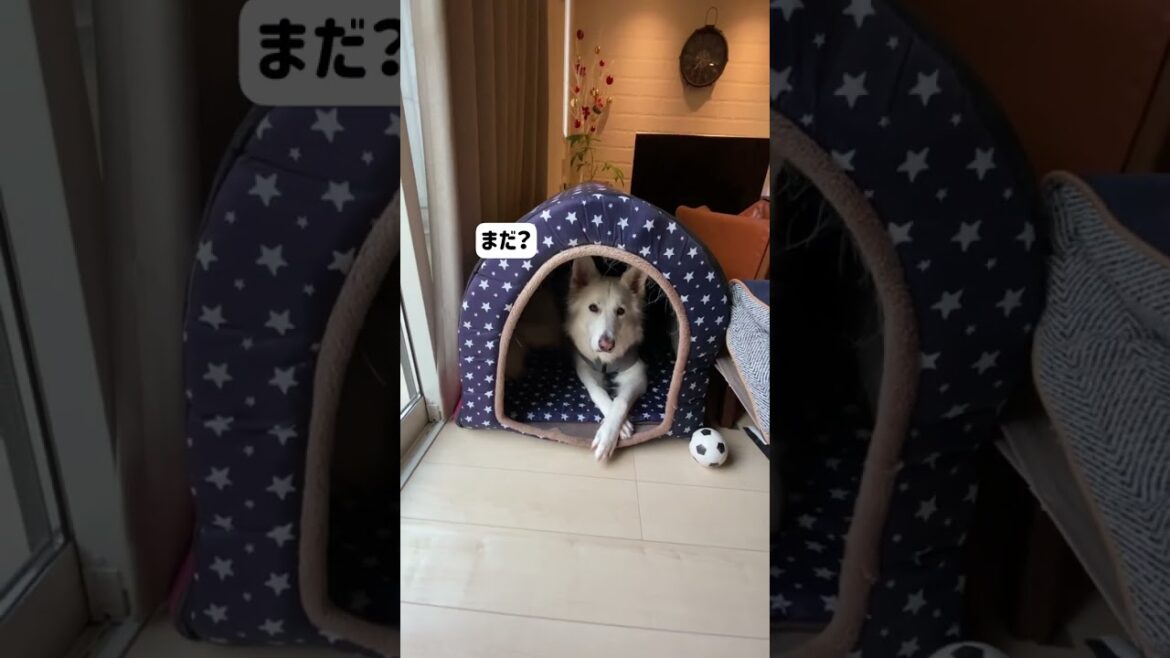 ホワイトシェパードのれお。散歩は「ぽっぽ」って言うみたい。#shorts