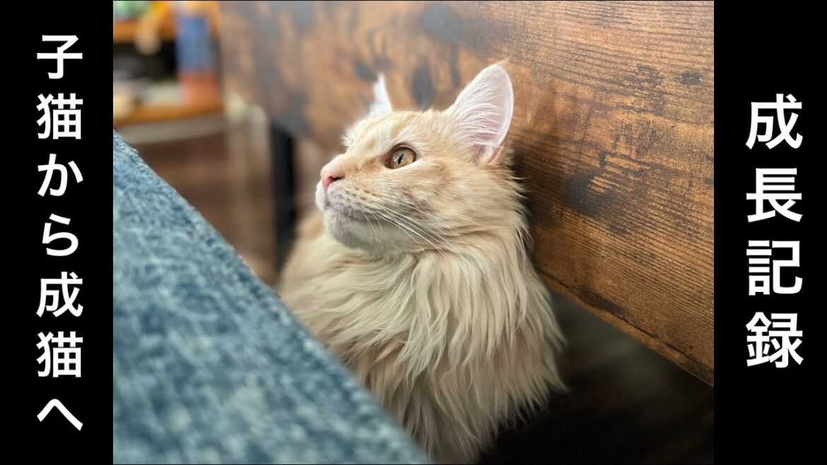 【子猫】メインクーンの女の子が家に来て半年の成長記録