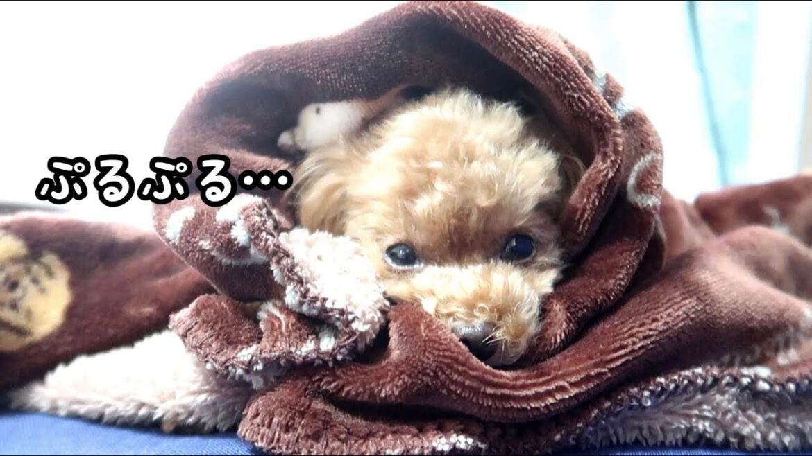 震えまくる愛犬を暖める日々【トイプードルのコロン】