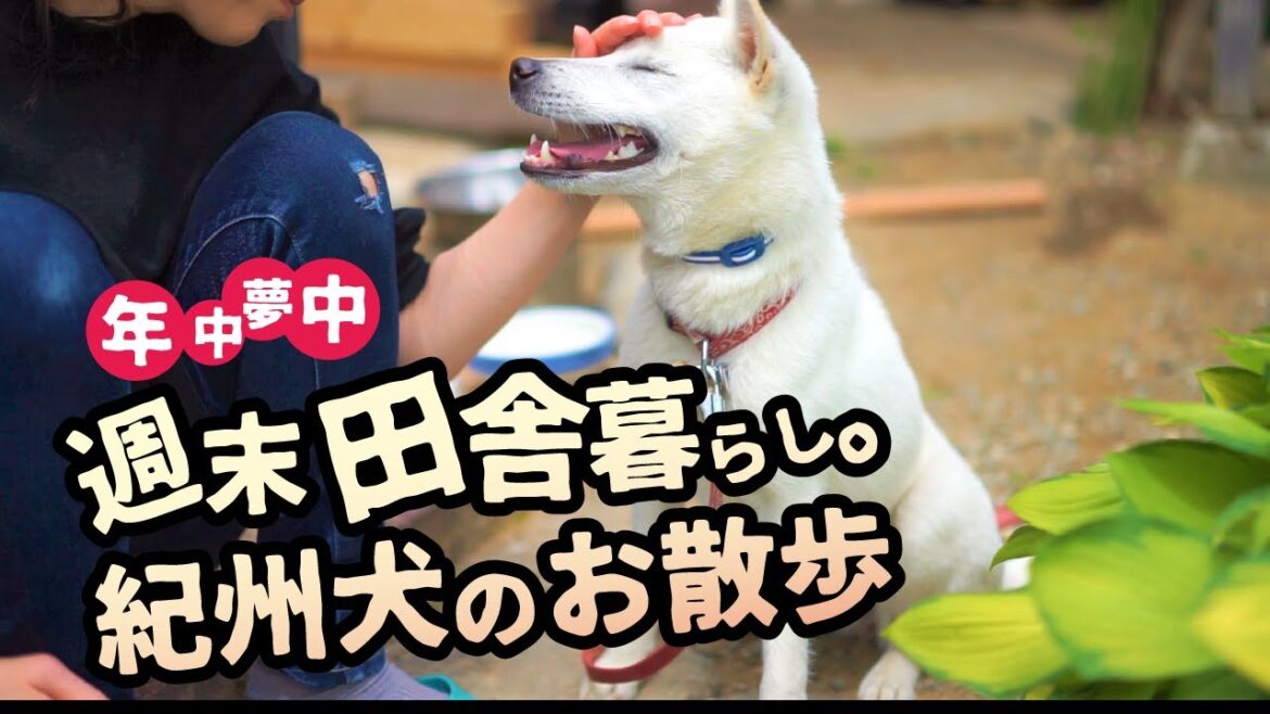【紀州犬】廃材DIY犬小屋完成。小屋紹介と散歩　田舎暮らし｜紀州犬｜日本犬