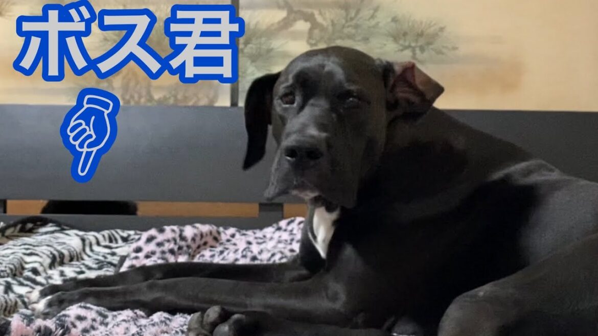 超大型犬と僕の部屋👦🏻🐕‍🦺🐕‍🦺 ニューファンドランド グレートデーン 多頭飼育 渡辺ボス 犬好き 可愛い犬 優しい犬