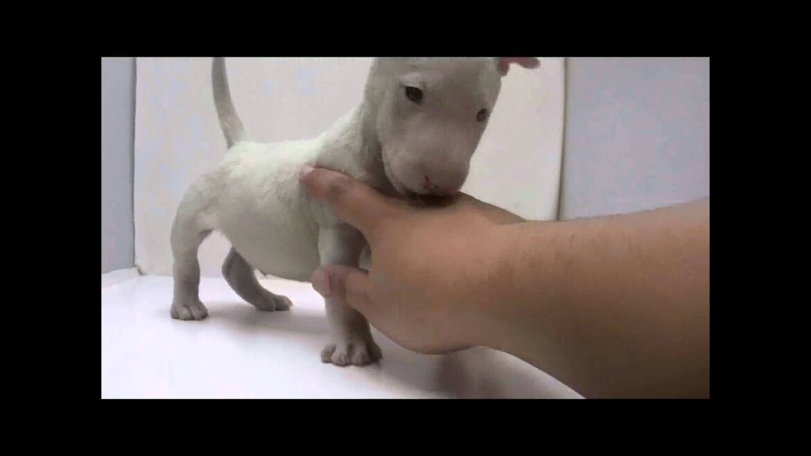 ミニチュアブルテリアの子犬06