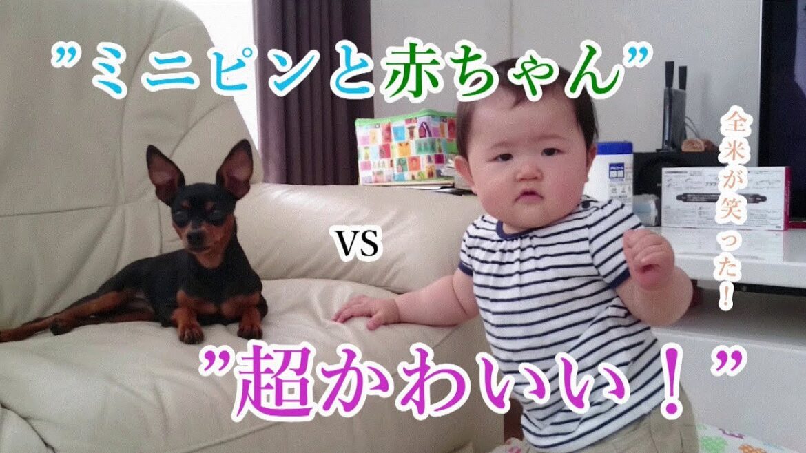 癒し系　赤ちゃんとミニピンが世界一カワイイ　全米がほっこりした超ほのぼの動画