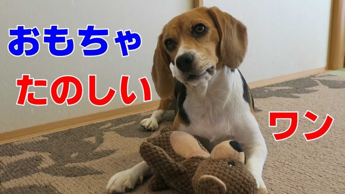 おもちゃあそび 【おてんばビーグルふくちゃん】その204