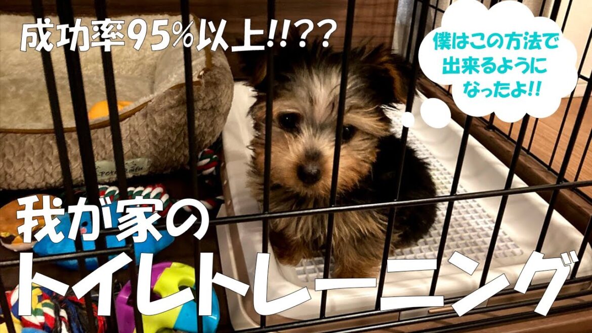 【必見】子犬のおトイレの成功確率を上げる方法を試してみた