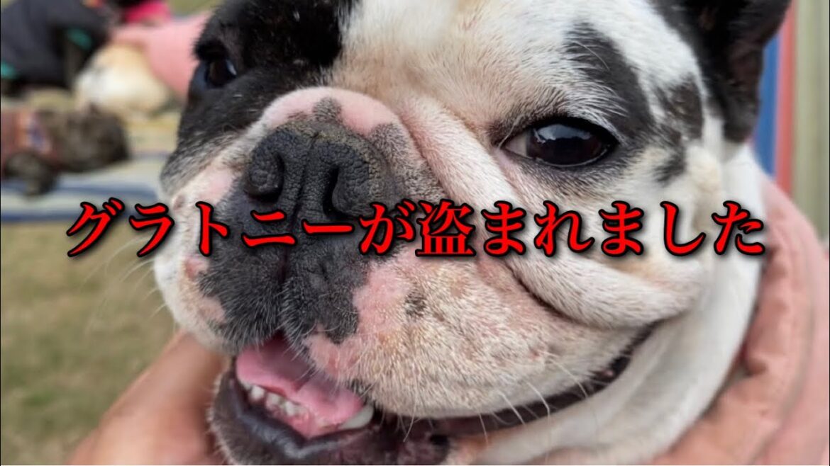 【緊急】犬舎の犬が深夜に盗難に遭い警察署に来ています。