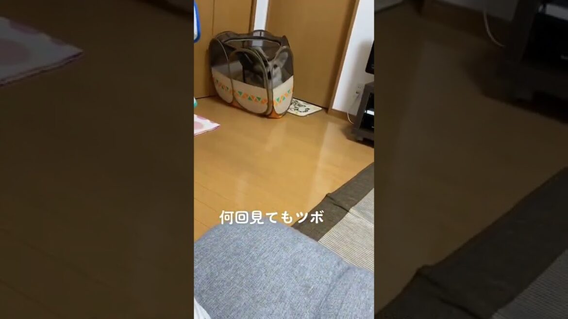 最後の顔やめて笑笑#short #shortvideo #コーギー #面白い