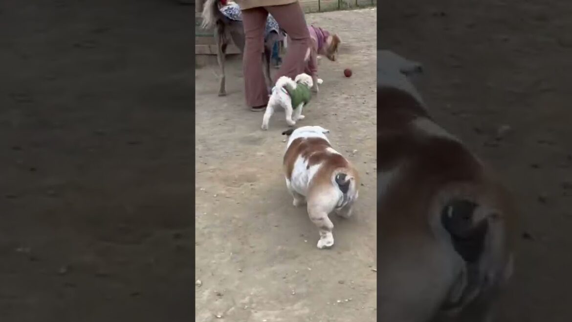 【ブルドッグ】プーちゃん、ワイマラナーを追う