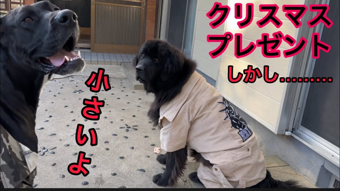 クリスマスプレゼント🎅🎁 ブラックピットブル 犬の服 ニューファンドランド ボス君 グレートデーン クィーンちゃん 犬YouTube 渡辺ボス