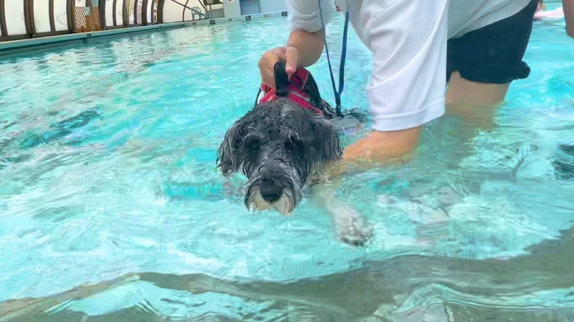 カナヅチ愛犬との感動ドラマ【ミニチュアシュナウザー】