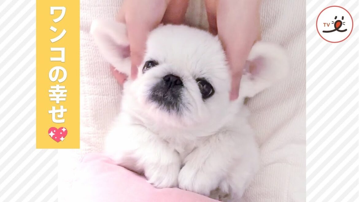 「この時間が大好きだワン」 ペキニーズさん、至福のマッサージタイム🐶💕 【PECO TV】