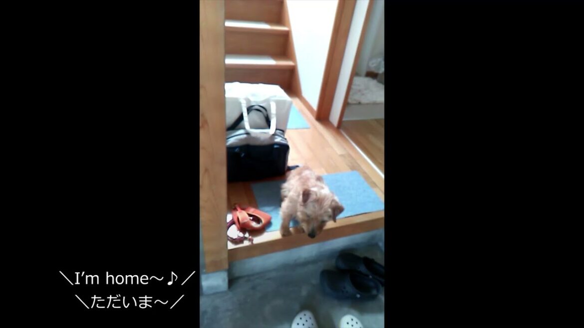 【ノーフォークテリア】5日ぶりの帰宅の反応