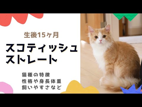 スコティッシュストレートの性格や特徴、1年暮らして分かった立ち耳スコティッシュフォールドの飼いやすさなどを紹介 スコティッシュストレートの性格や特徴、1年暮らして分かった立ち耳スコティッシュフォールドの飼いやすさなどを紹介