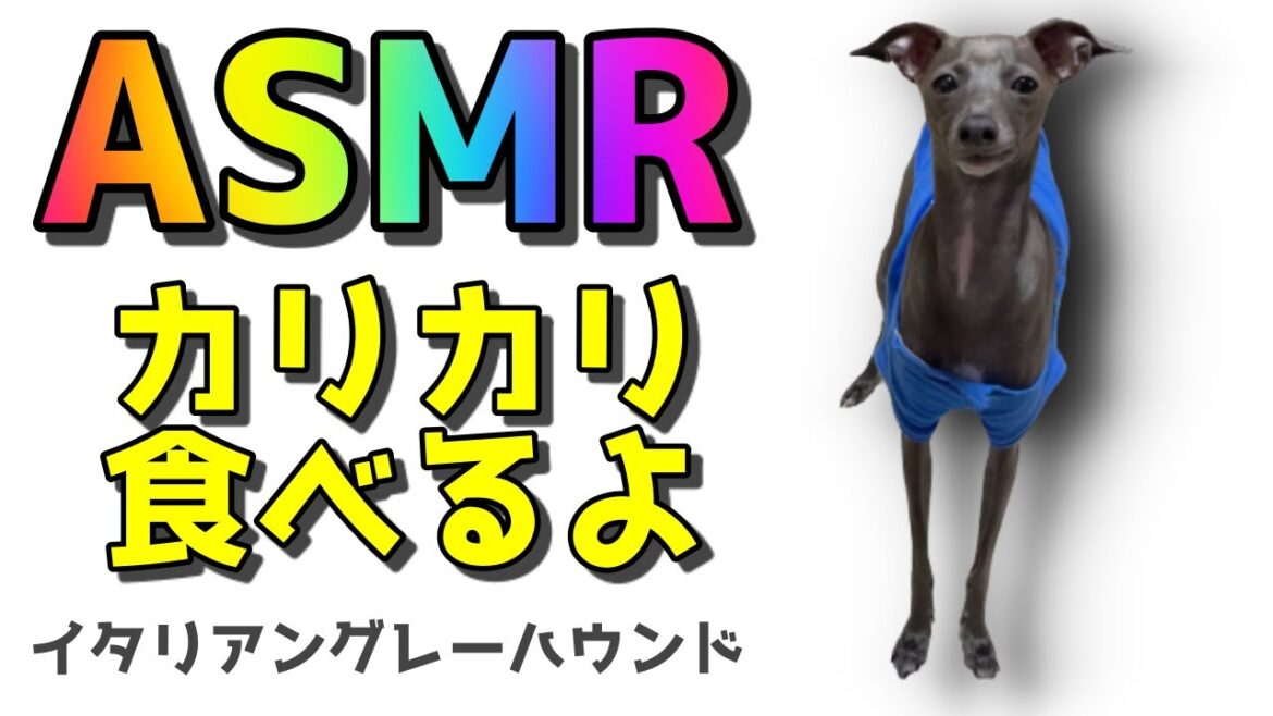 【ASMR】カリカリ食べるよ【ボストンテリアとイタグレ】Boston terrier & Italian greyhound