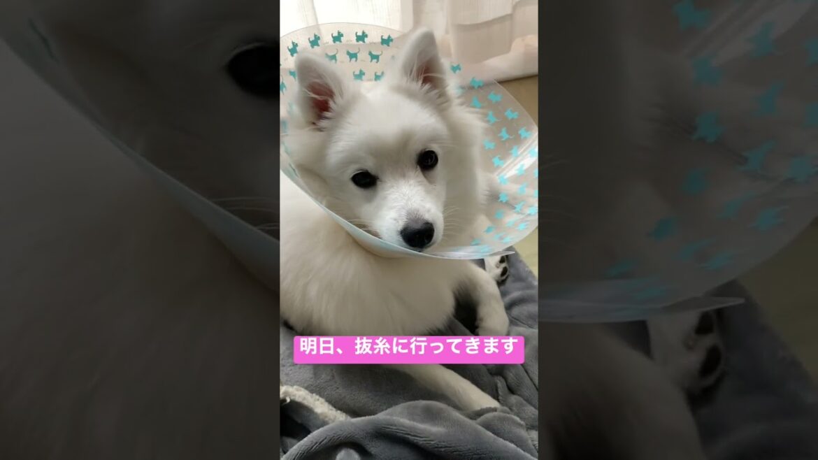 明日病院に行くのだ【日本スピッツじゃむ】