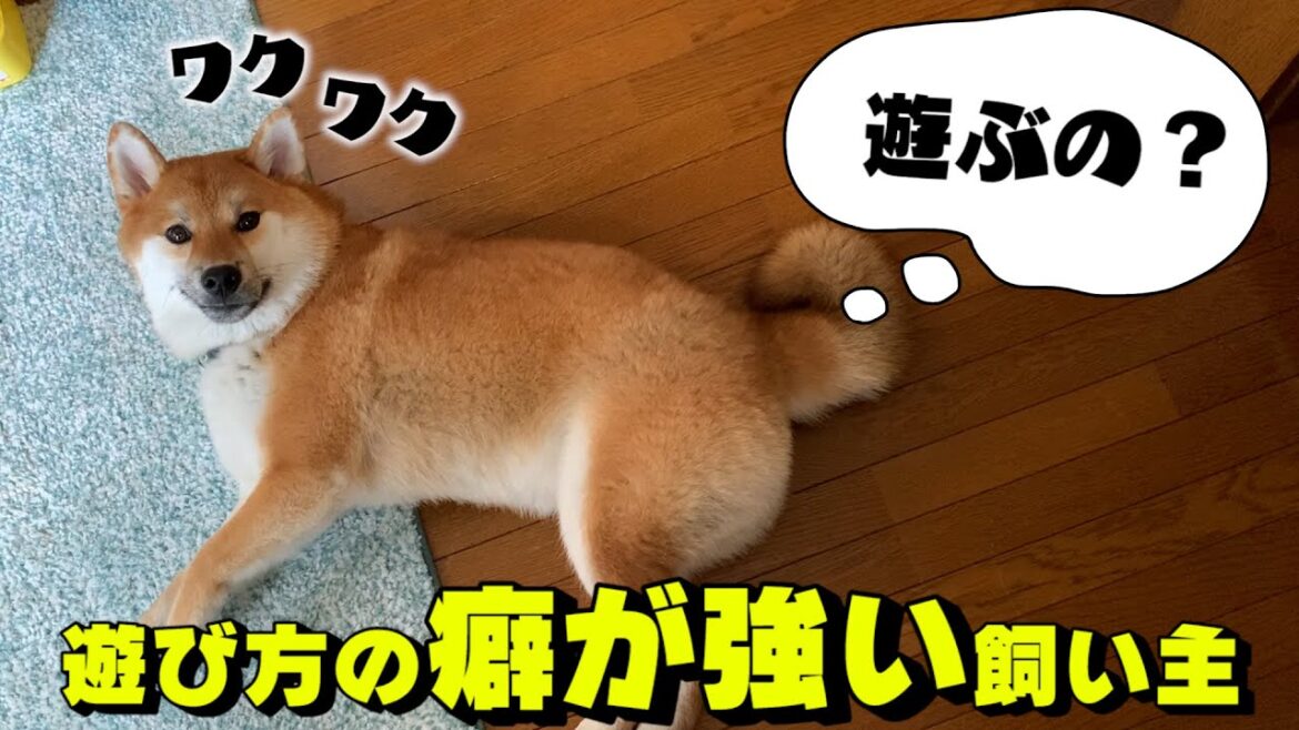 1年でデカくなりすぎた柴犬と遊び方の癖が強い飼い主の日常