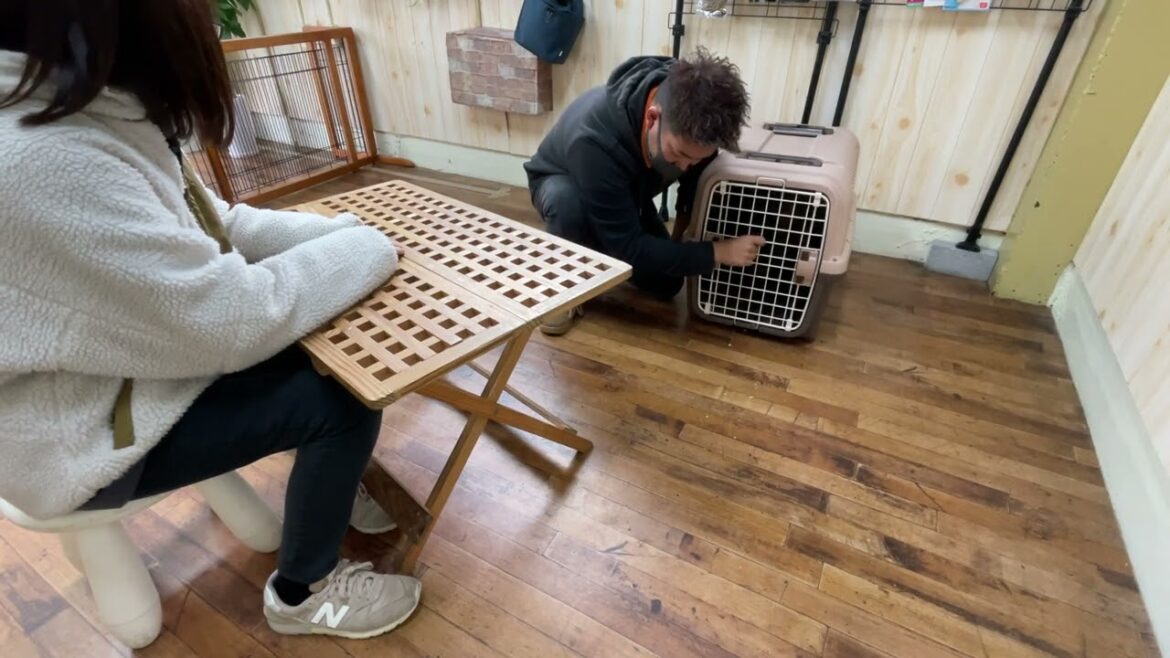 ケリーブルーテリアの”マーフィーくん”と”ハウス”の中からスイッチを止める練習！