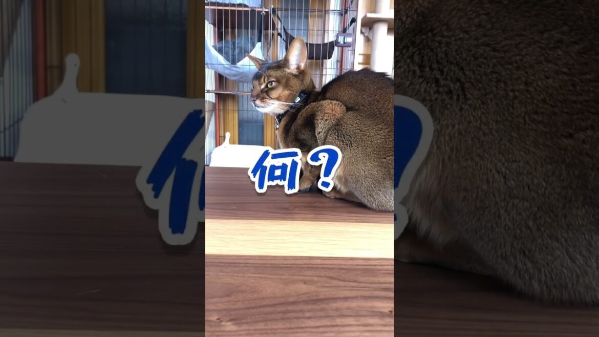 振り向きあびちゃん　#shorts  #猫ある暮らし　#やっぱり猫が好き  #多頭飼い#アビシニアン