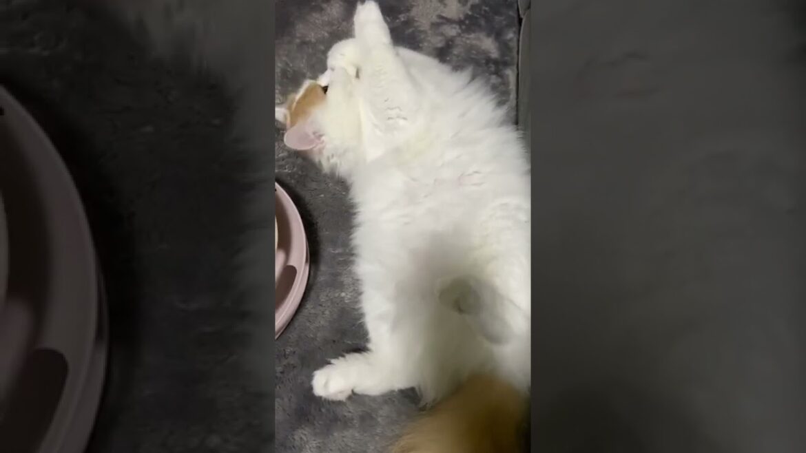 もふもふな子猫【スコティッシュフォールド】#kitten #shorts #고양이 #猫動画