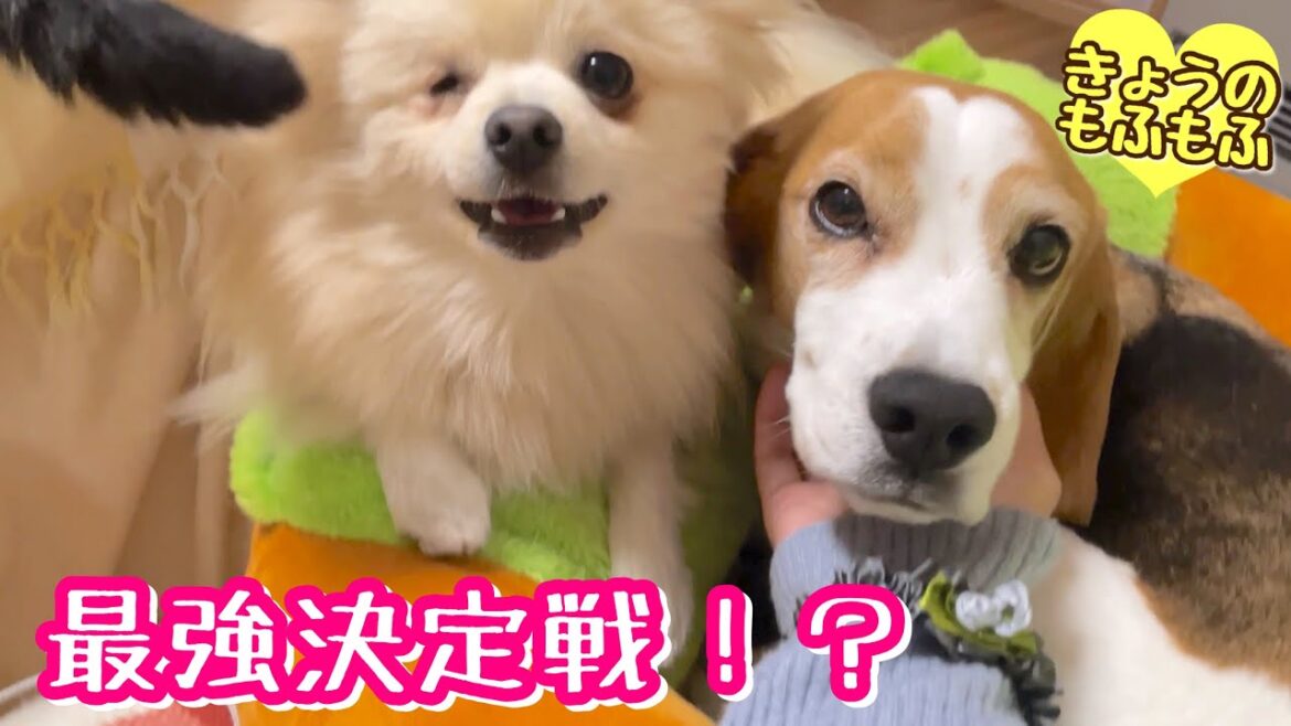 我が家の最強は誰だ！？パンチひとつで決定w【ビーグルさつきとポメと猫】