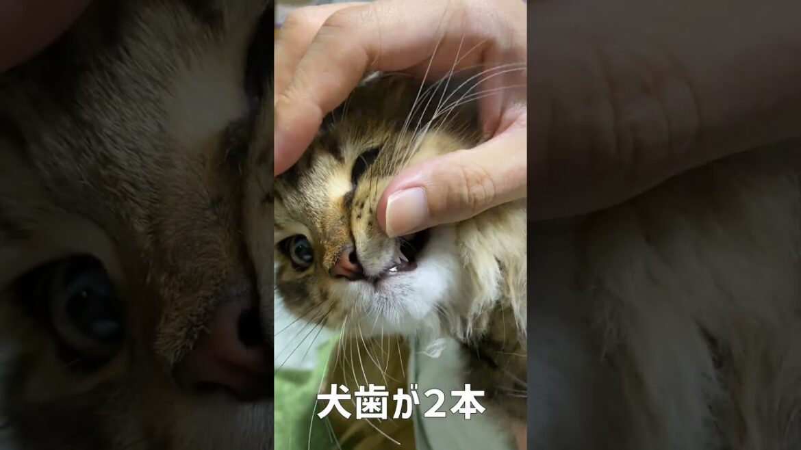 犬歯が２本？子猫たちの乳歯が抜けた！【サイベリアン】 #shorts