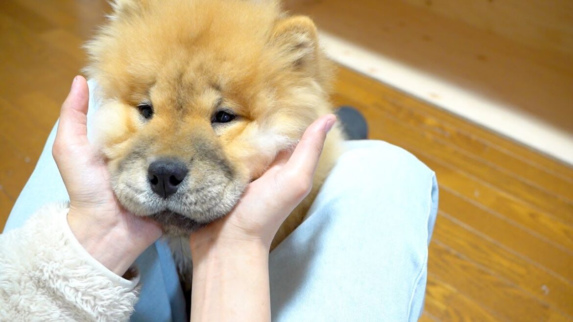 揉みくちゃにされるチャウチャウ犬がかわいすぎるw