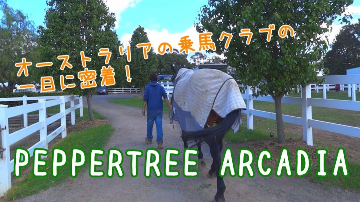 オーストラリアの乗馬クラブの一日を紹介！｜A day at Pepperreee Arcadia (Eng Subs)