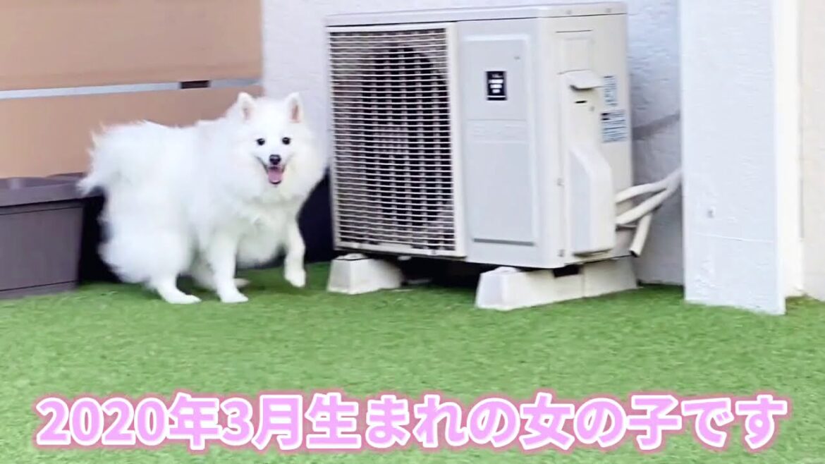 日本スピッツ「ミルクちゃん」【獣医師賛同型】里親募集サイトanifare(アニフェア)2020年12月22日