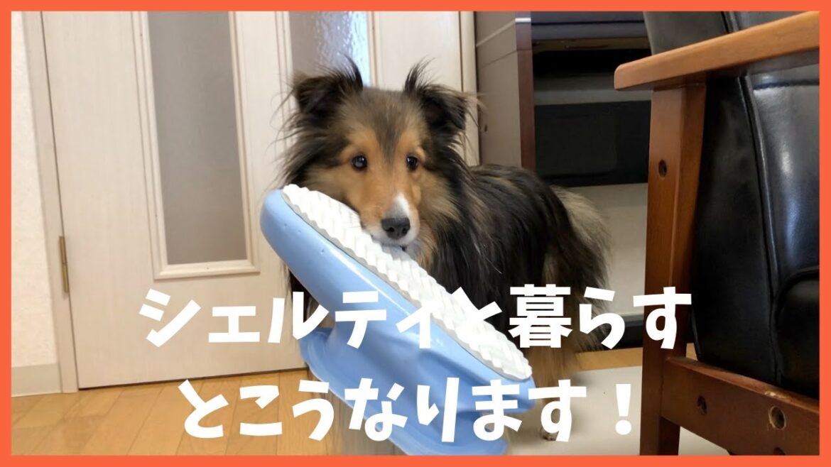 シェルティの性格　シェルティを飼うとこうなります！