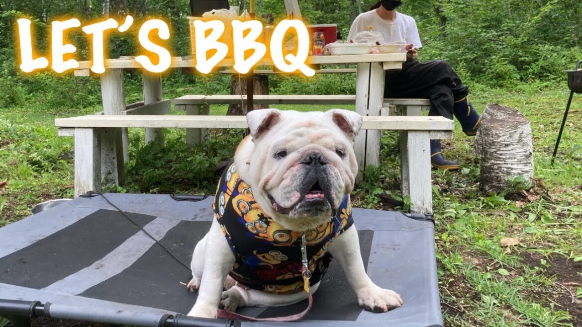 【お庭BBQ】すぐにでもお肉を食べたいブルドッグのゼウス