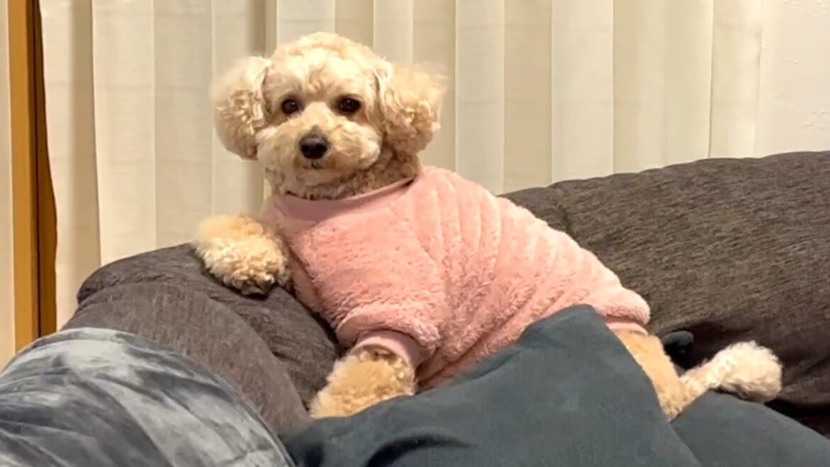 年末もマイペースに過ごす大きいトイプードル【デカプー】【トイプードルのロアくん】【toy poodle】
