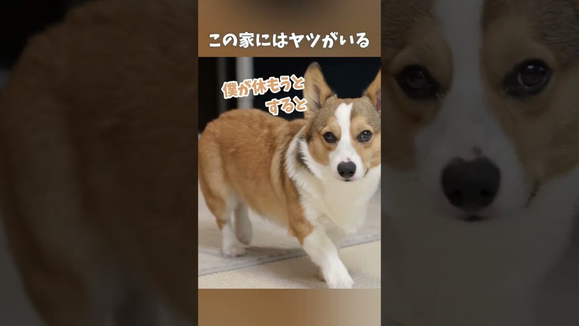 平和な日常を邪魔する憎いアイツ…【コーギー犬】 #shorts 平和な日常を邪魔する憎いアイツ…【コーギー犬】 #shorts