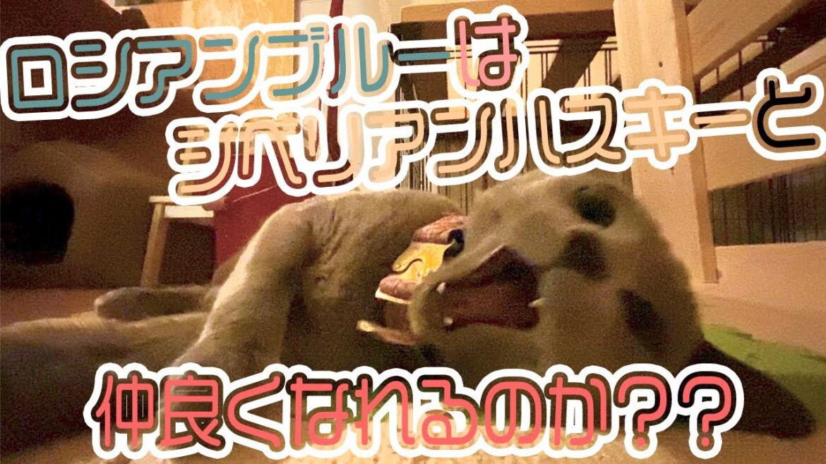 シベリアンハスキーの子犬とロシアンブルーは仲良くできるのか？【ジジとロロの最近の様子】