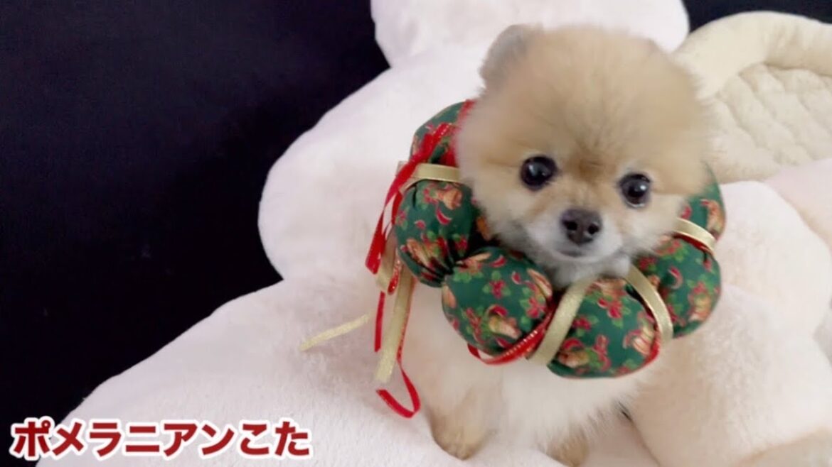 ツリーを片付けついでに案の定遊ばれたポメラニアンが可愛すぎた