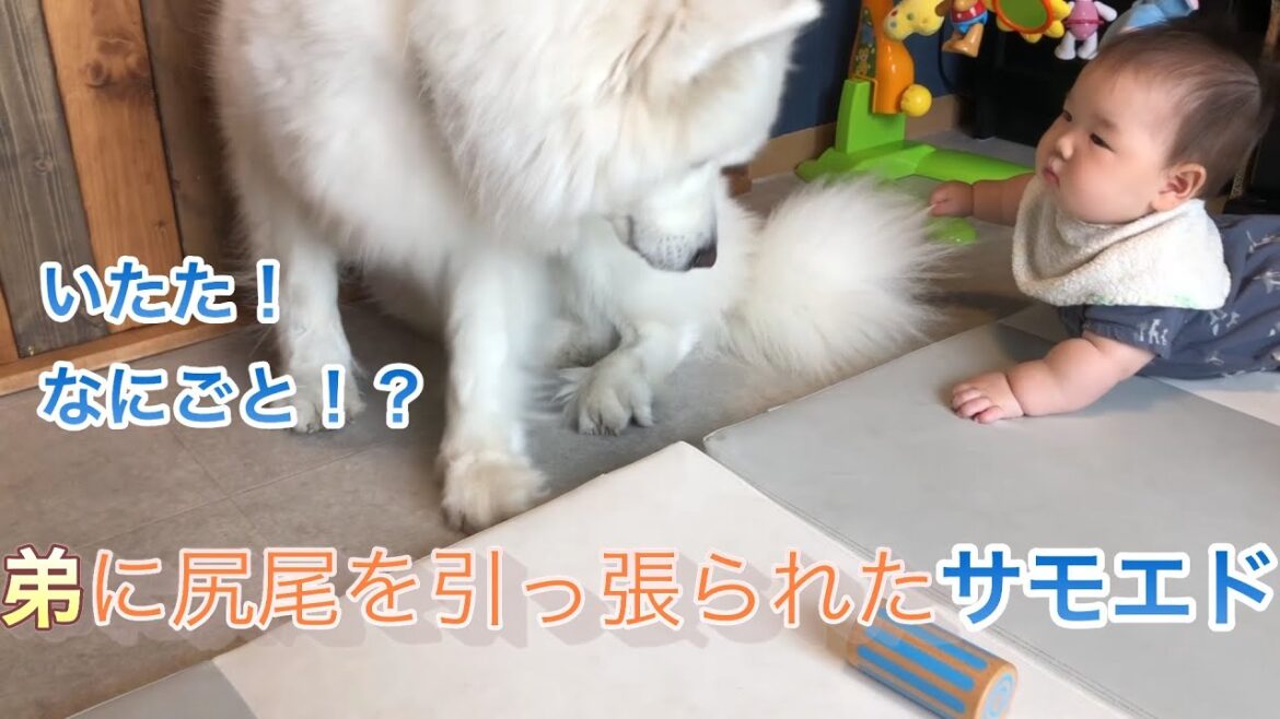 【サモエド】弟に尻尾を引っ張られたサモエド【リク】