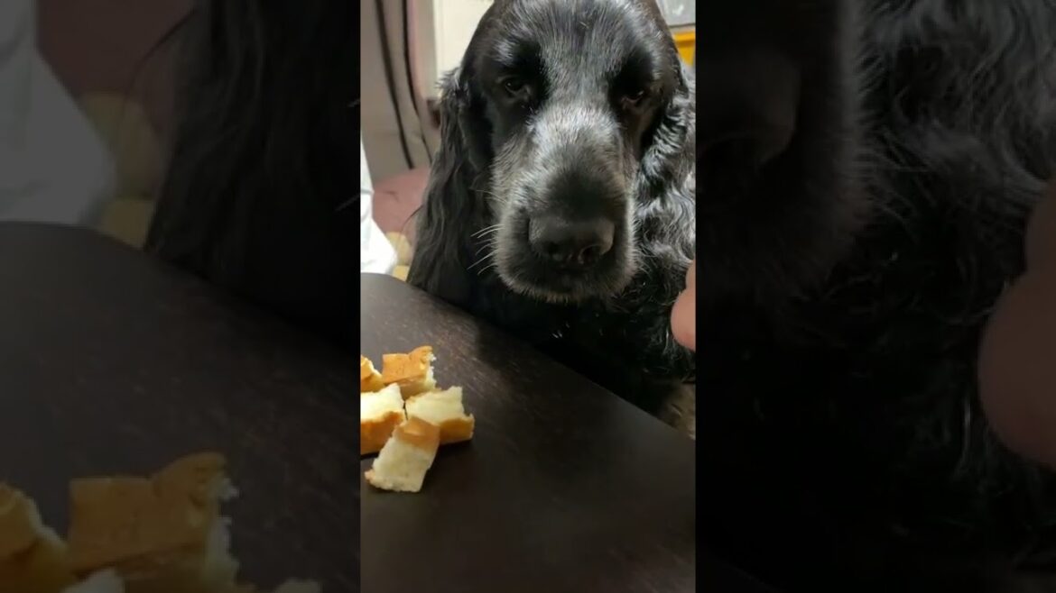 【ちよ君】待て顔【イングリッシュコッカースパニエル】癒やし　犬　#shorts