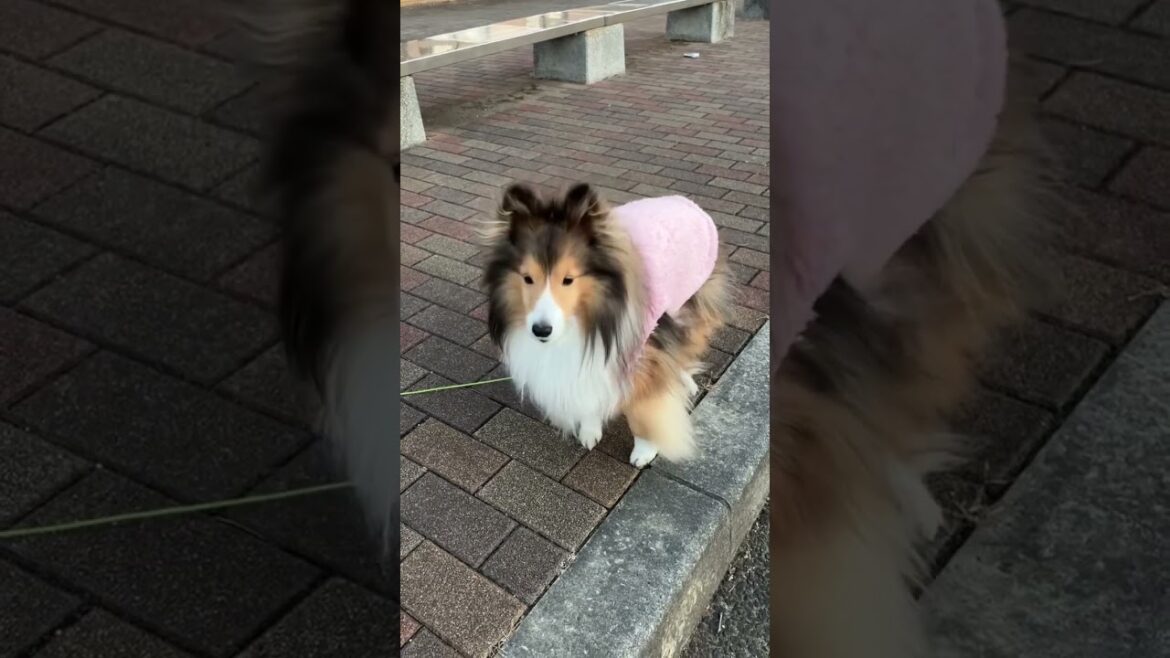 かわいいシェルティ　お歌