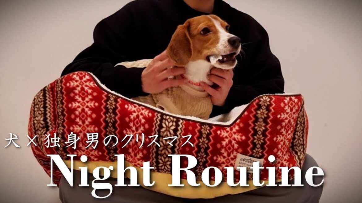 【ナイトルーティン】犬と暮らすアラサー独身男のクリスマス