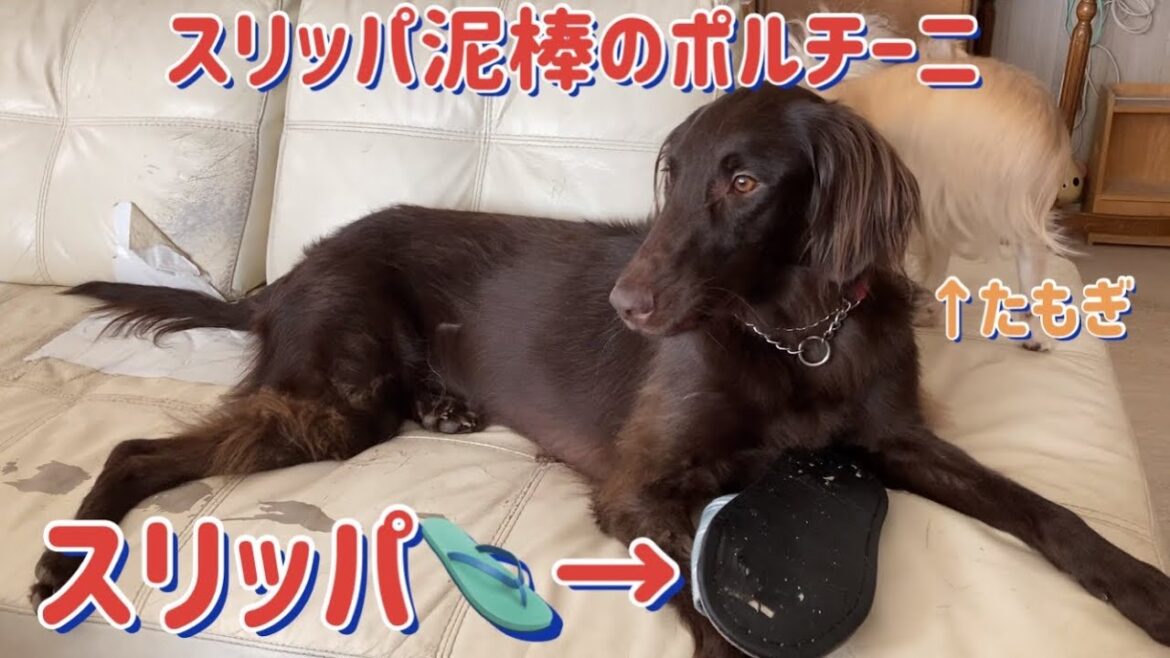 【フラットコーテッドレトリバー】スリッパ泥棒のポルチーニ。