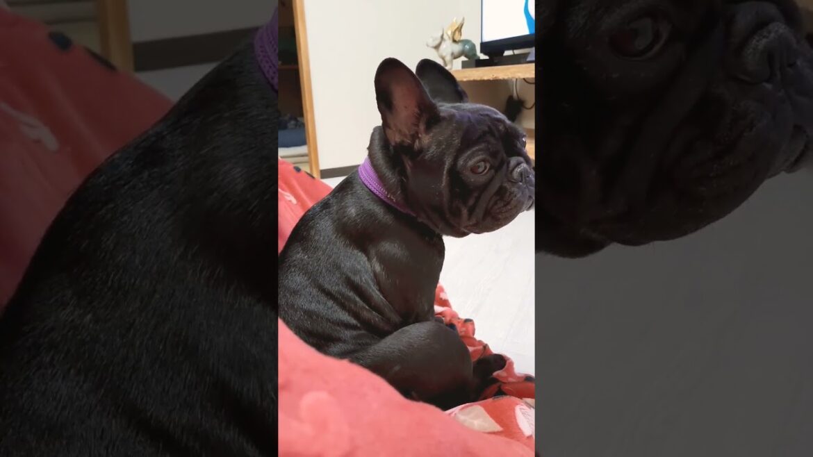 丸い背中が可愛い#shorts #フレンチブルドッグ#フレブル#frenchbulldog#dog