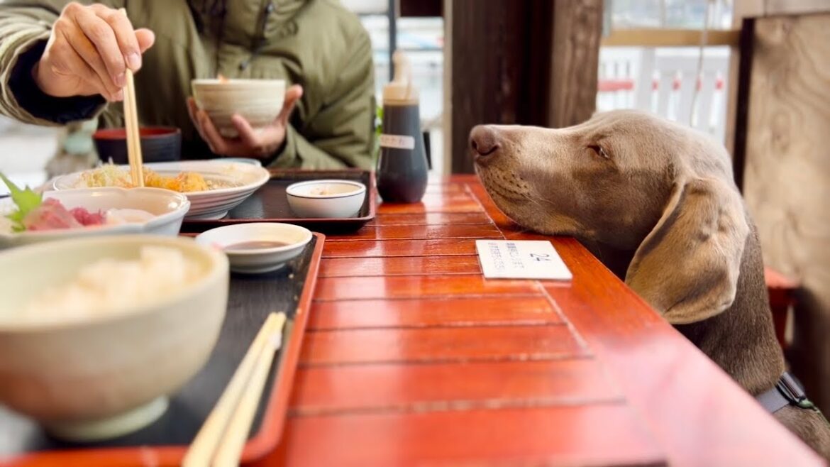 完璧なテーブルマナーを披露する愛犬。ゴールデンレトリバーとワイマラナーの子犬