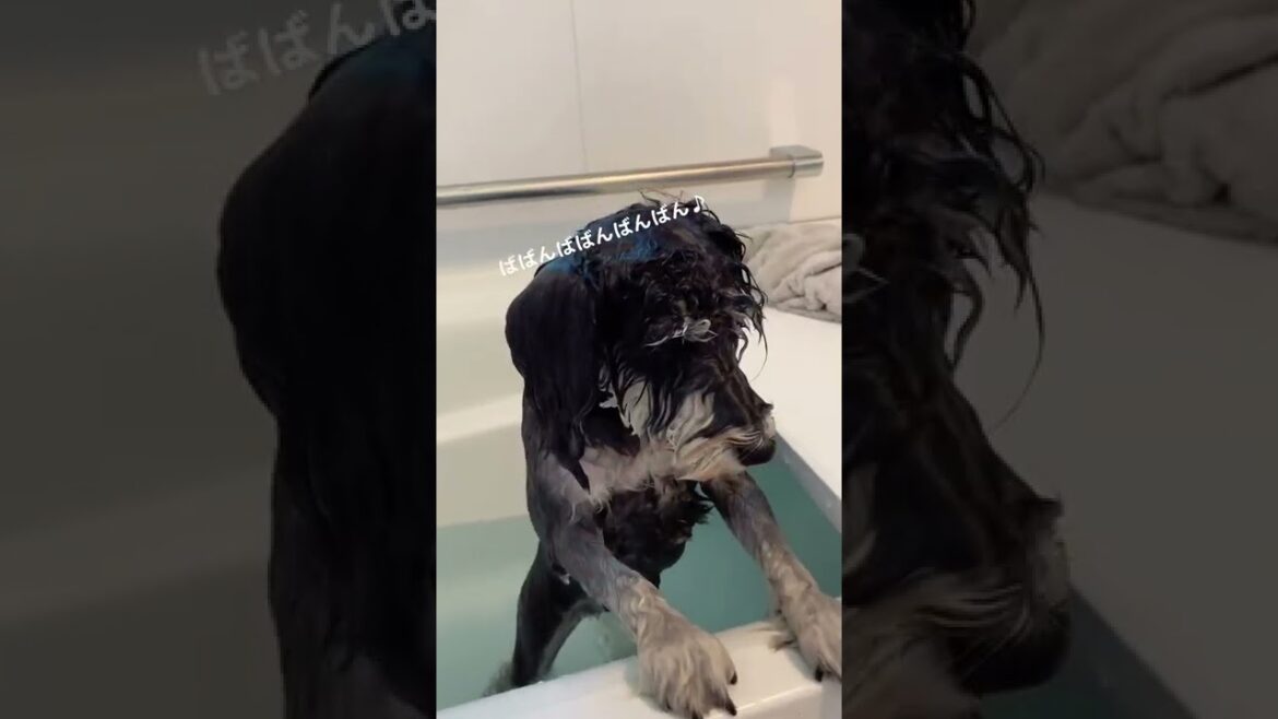 ＃犬のいる暮らし＃ミニチュアシュナウザー＃良い湯＃お風呂