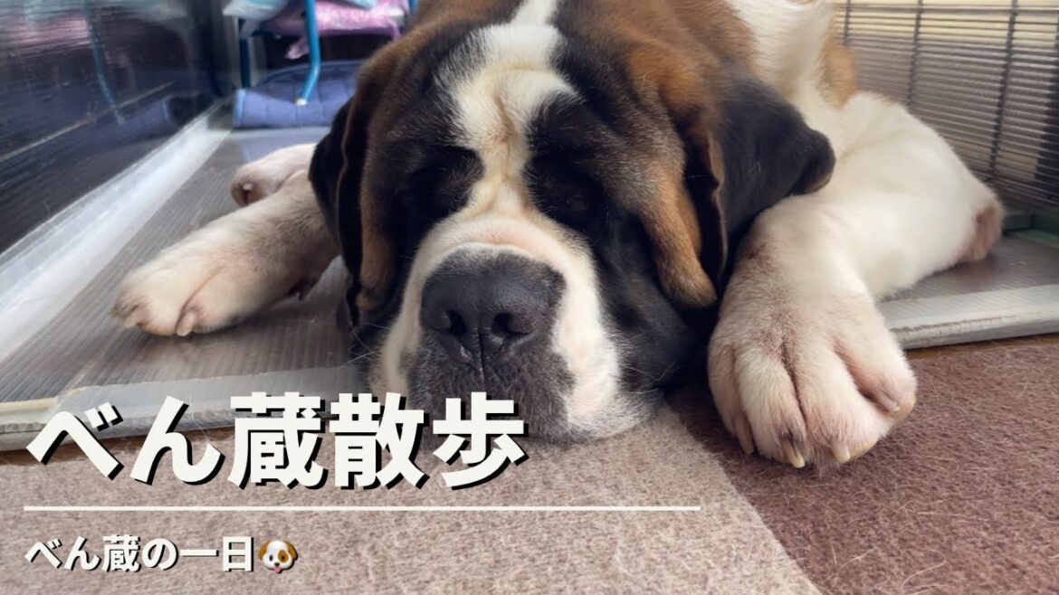 【セントバーナード 大型犬】べん蔵の一日🐶