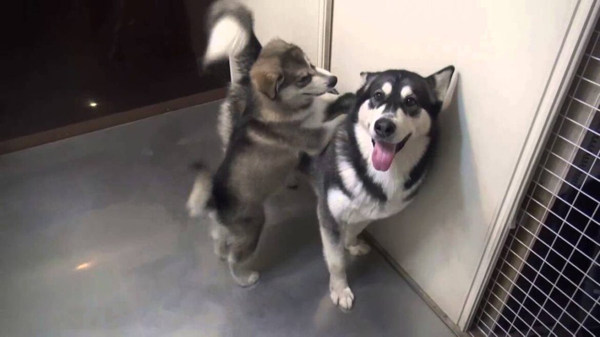 ヤバカワ♪　アラスカンマラミュートの子犬と成犬のじゃれあい（Alaskan Malamute ）