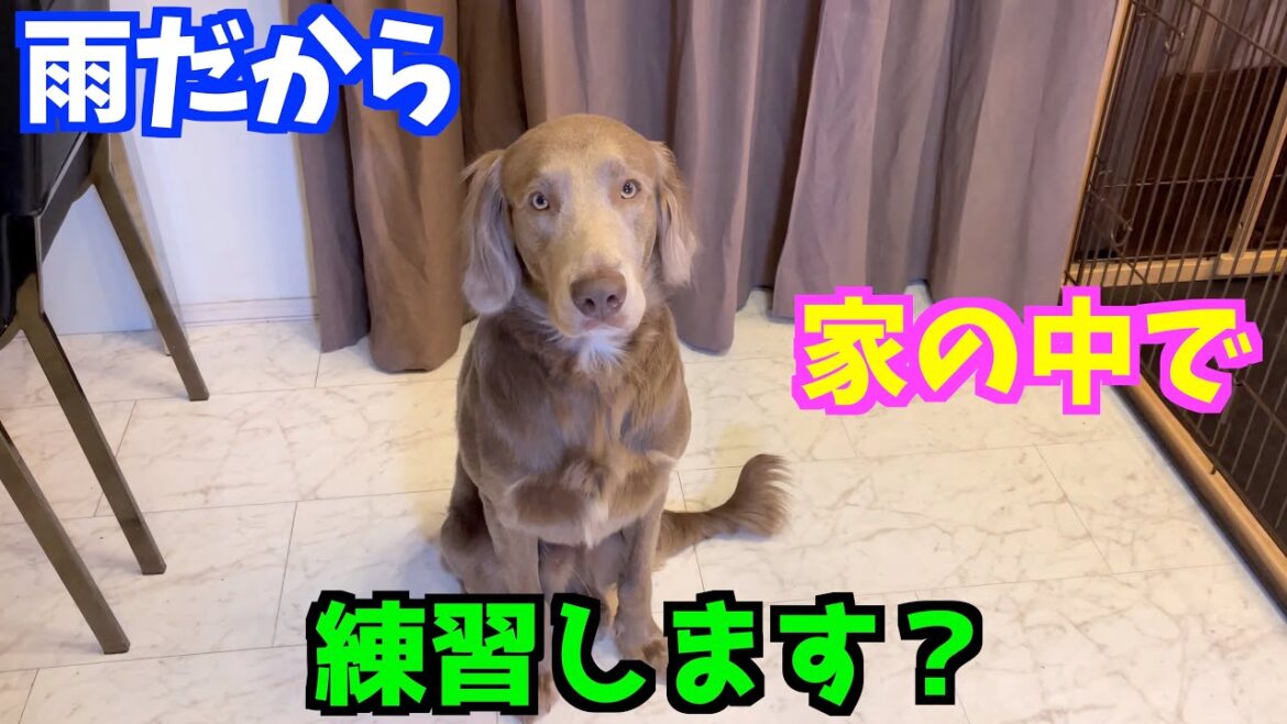 【ワイマラナー】雨だから家の中で練習するワン！