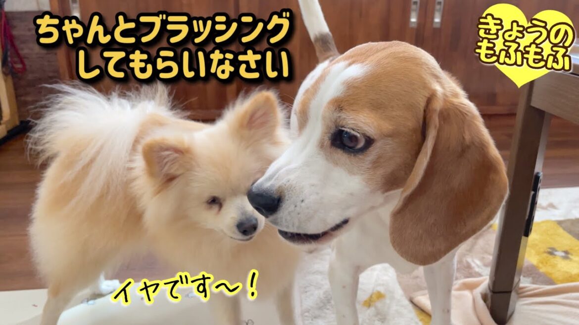 【犬猫多頭飼い】ブラッシングもみんなかわいい【ビーグルさつきとポメと猫】 【犬猫多頭飼い】ブラッシングもみんなかわいい【ビーグルさつきとポメと猫】