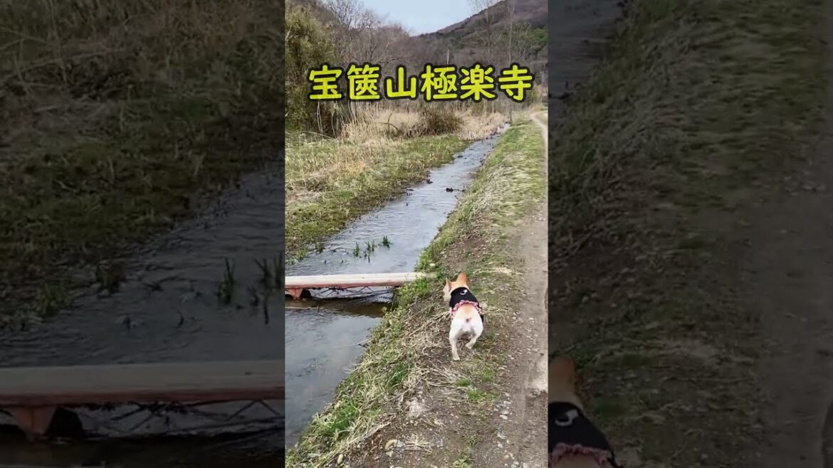 【飼い主の言葉を理解するフレンチブルドッグ】