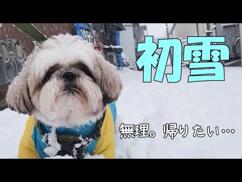 【シーズー】2022冬♡しおまめはなちゃん地方初雪!はじめて積雪散歩してみた♡#大雪#モフモフ#雪中散歩 【シーズー】2022冬♡しおまめはなちゃん地方初雪!はじめて積雪散歩してみた♡#大雪#モフモフ#雪中散歩